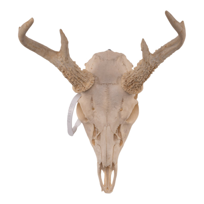 Real Costa Rican White-tailed Deer Skull with Jaw