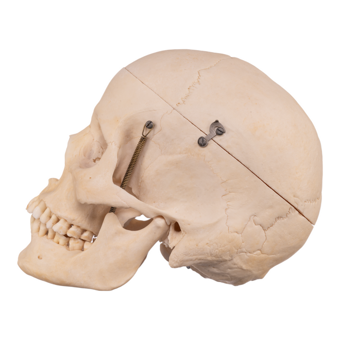 Real Human Skull