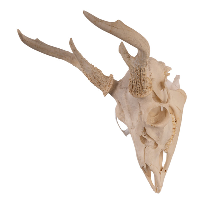 Real Costa Rican White-tailed Deer Skull with Jaw