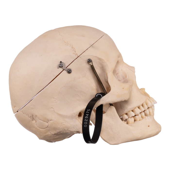 Real Human Skull