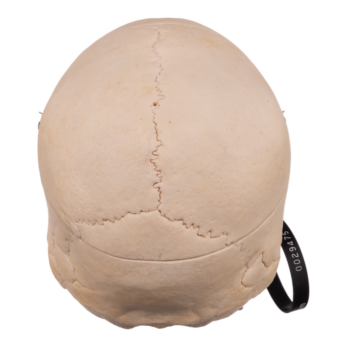 Real Human Skull