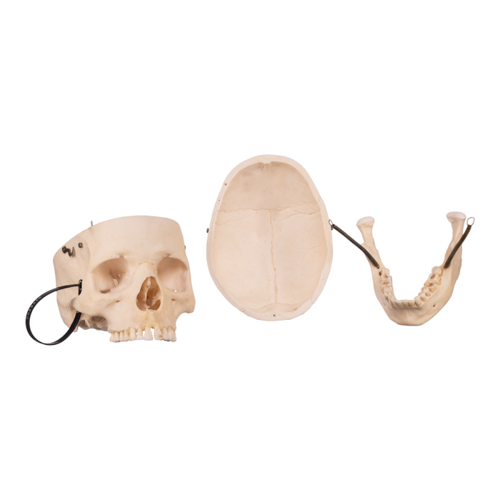 Real Human Skull