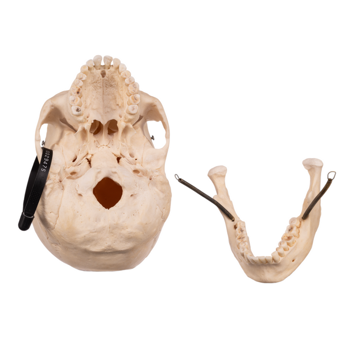 Real Human Skull