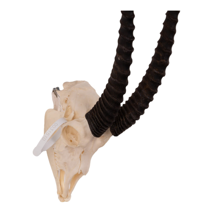 Real Thomson's Gazelle Skull with Jaw