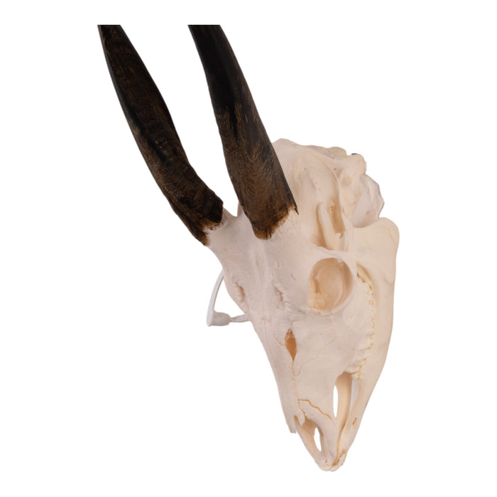 Real Bushbuck Skull with Jaw