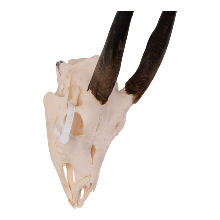 Real Bushbuck Skull with Jaw
