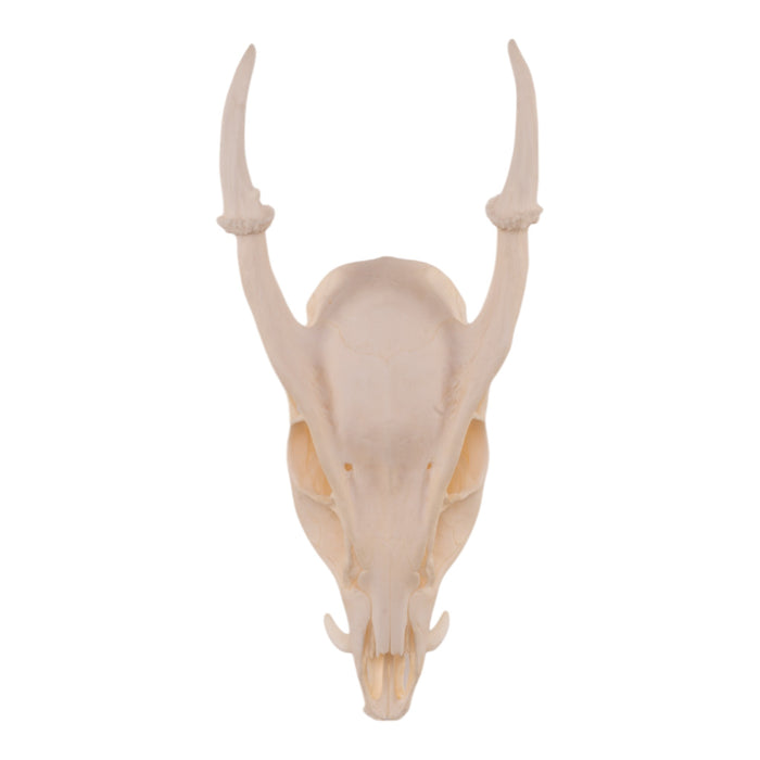 Real Muntjac Skull with Jaw