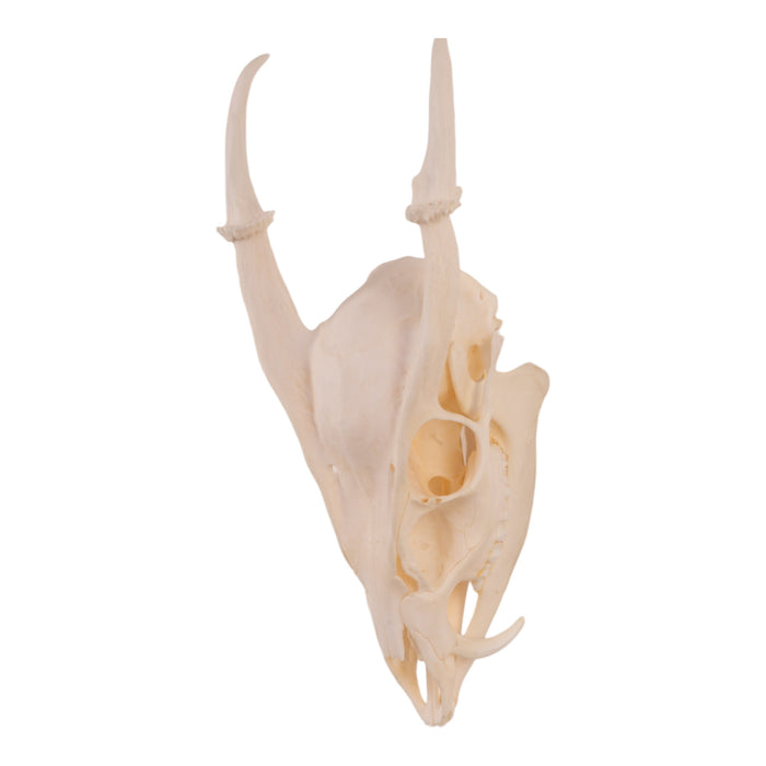 Real Muntjac Skull with Jaw