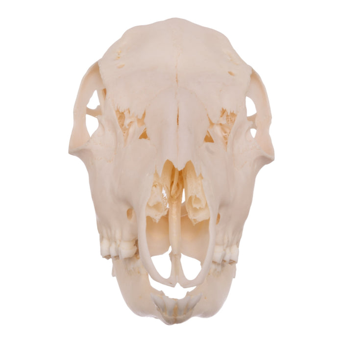 Real Roe Deer Skull - Female