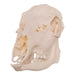 Real Roe Deer Skull - Female