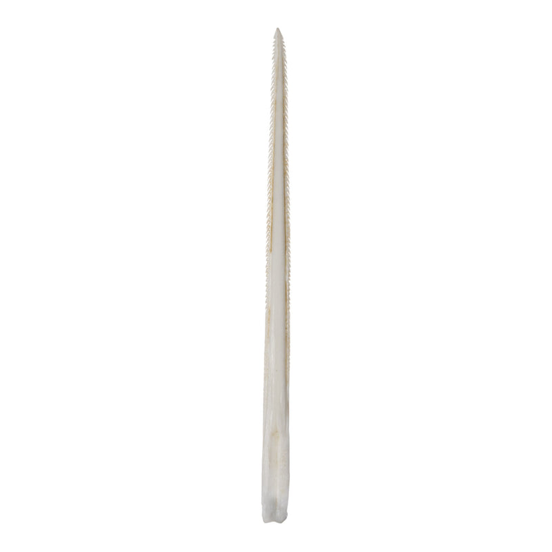 Replica Stingray Tail Spine-MQ - Animal Products-Bone Clones, INC-Skulls Unlimited International, Inc.