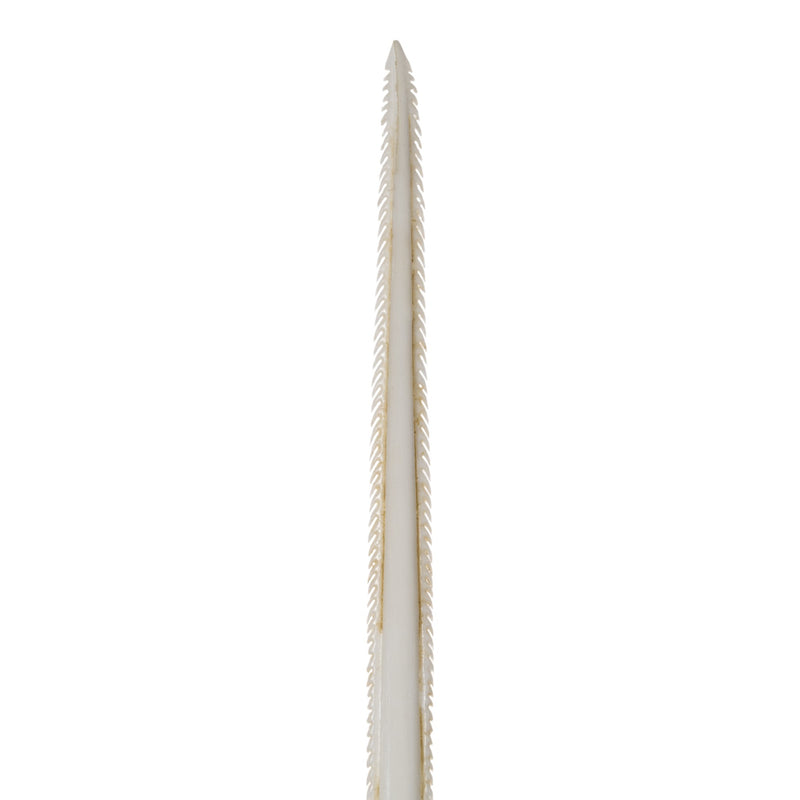 Replica Stingray Tail Spine-MQ - Animal Products-Bone Clones, INC-Skulls Unlimited International, Inc.