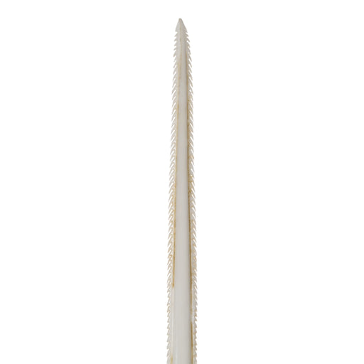 Replica Stingray Tail Spine-MQ - Animal Products-Bone Clones, INC-Skulls Unlimited International, Inc.