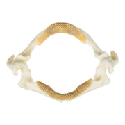 Replica Stingray Jaw-MQ - Animal Products-Skulls Unlimited International, Inc.