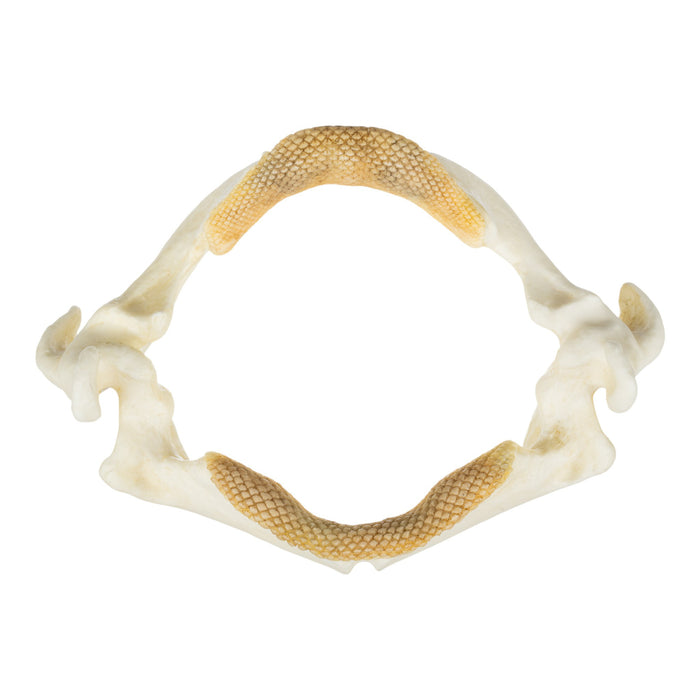 Replica Stingray Jaw-MQ - Animal Products-Skulls Unlimited International, Inc.