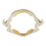 Replica Stingray Jaw-MQ - Animal Products-Skulls Unlimited International, Inc.