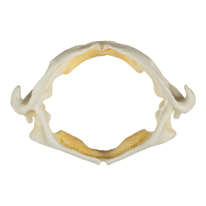Replica Stingray Jaw-MQ - Animal Products-Skulls Unlimited International, Inc.