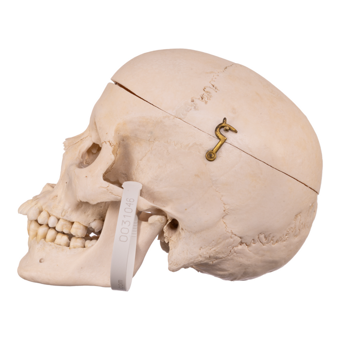 Real Human Skull
