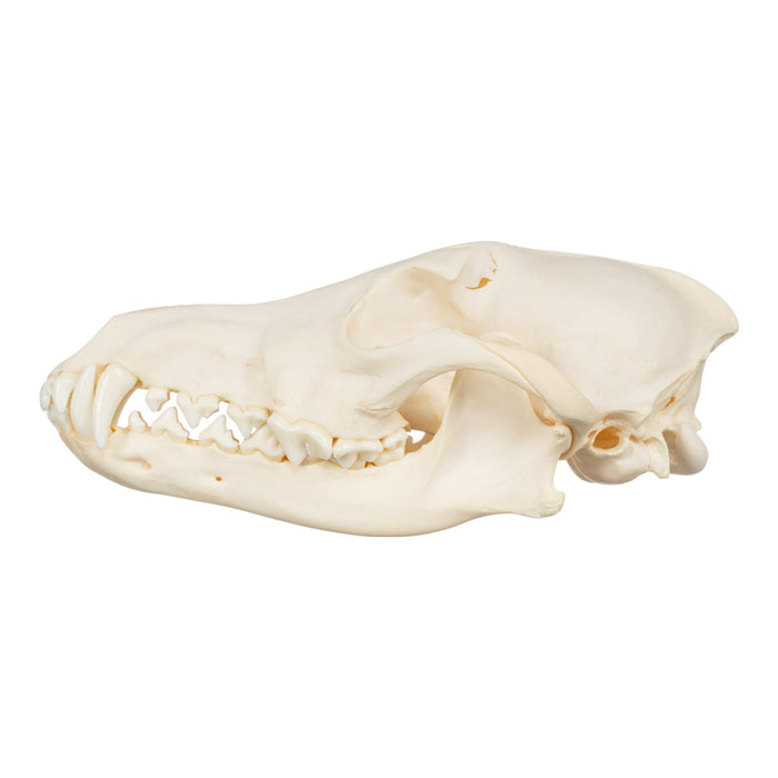 Real Coyote Skull