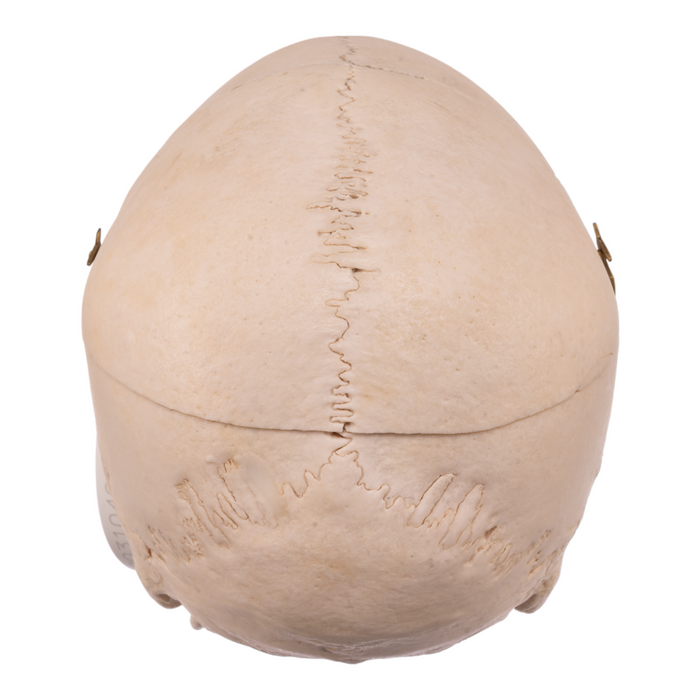 Real Human Skull