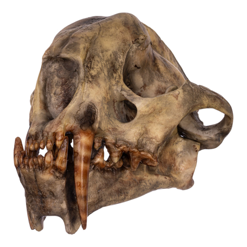 Replica Dinictis Skull with Stand