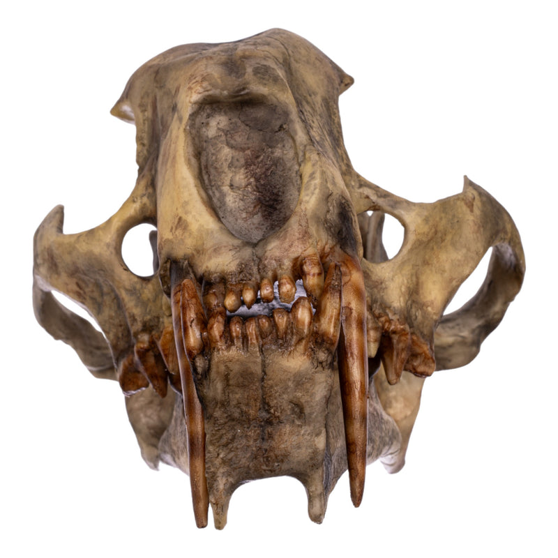 Replica Dinictis Skull with Stand