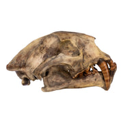 Replica Dinictis Skull with Stand