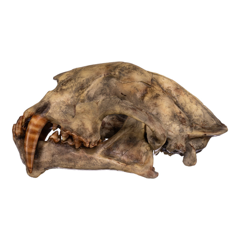 Replica Dinictis Skull with Stand
