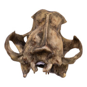 Replica Dinictis Skull with Stand