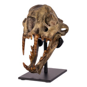 Replica Dinictis Skull with Stand