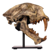 Replica Dinictis Skull with Stand