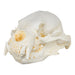 Replica Sun Bear Skull-TQ - Animal Skulls-Valley Anatomical Preparations-Skulls Unlimited International, Inc.