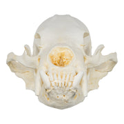 Replica Sun Bear Skull-TQ - Animal Skulls-Valley Anatomical Preparations-Skulls Unlimited International, Inc.