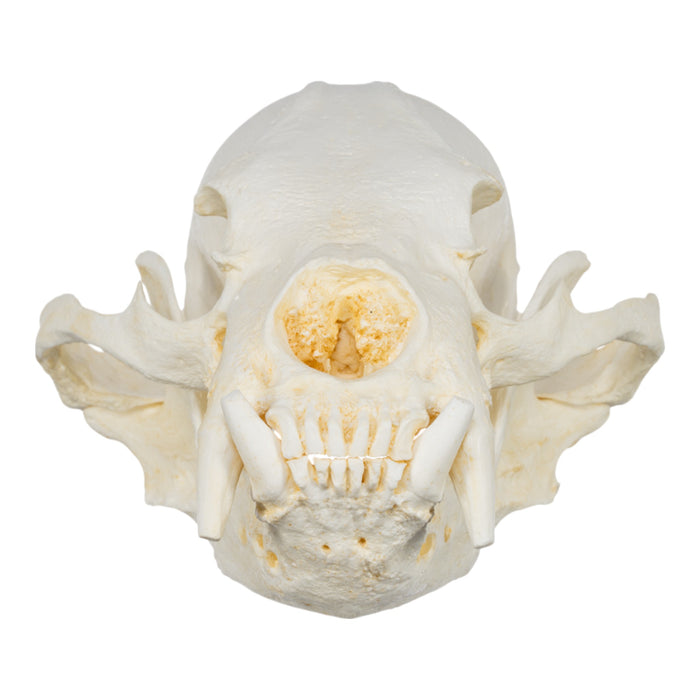 Replica Sun Bear Skull-TQ - Animal Skulls-Valley Anatomical Preparations-Skulls Unlimited International, Inc.