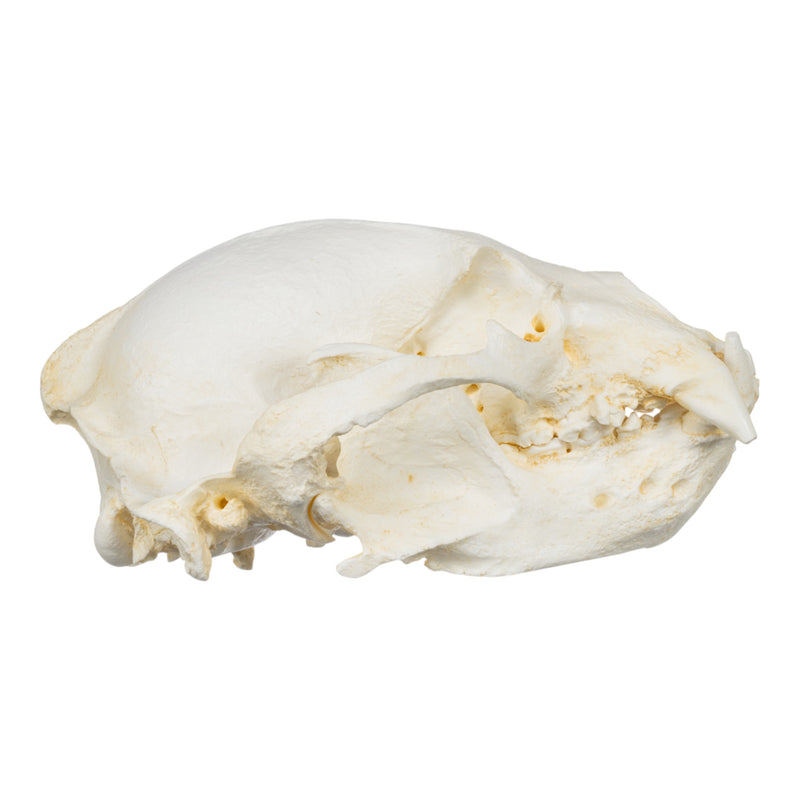Replica Sun Bear Skull-TQ - Animal Skulls-Valley Anatomical Preparations-Skulls Unlimited International, Inc.