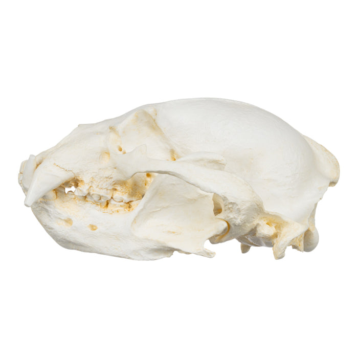 Replica Sun Bear Skull-TQ - Animal Skulls-Valley Anatomical Preparations-Skulls Unlimited International, Inc.