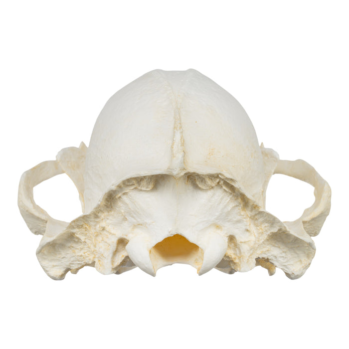 Replica Sun Bear Skull-TQ - Animal Skulls-Valley Anatomical Preparations-Skulls Unlimited International, Inc.