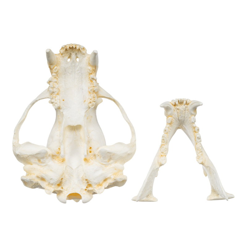 Replica Sun Bear Skull-TQ - Animal Skulls-Valley Anatomical Preparations-Skulls Unlimited International, Inc.