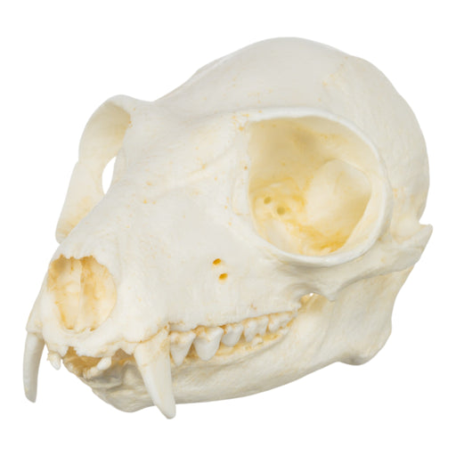 Replica Red Ruffed Lemur Skull-TQ - Animal Skulls-Valley Anatomical Preparations-Skulls Unlimited International, Inc.