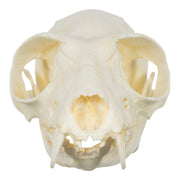 Replica Red Ruffed Lemur Skull-TQ - Animal Skulls-Valley Anatomical Preparations-Skulls Unlimited International, Inc.