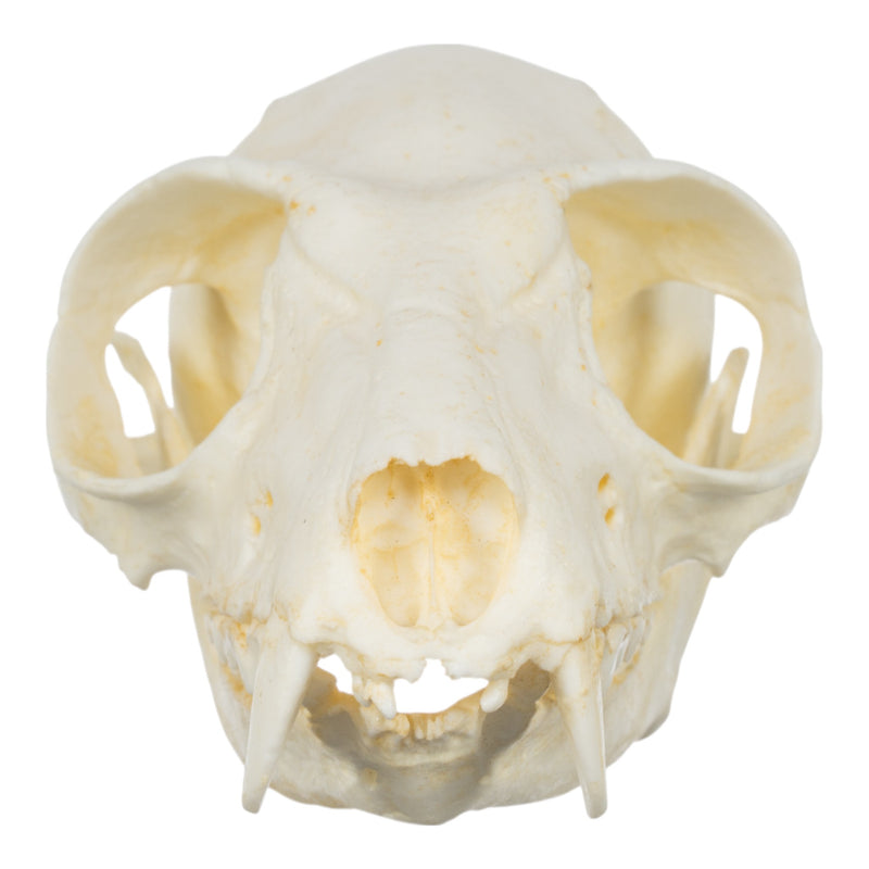 Replica Red Ruffed Lemur Skull-TQ - Animal Skulls-Valley Anatomical Preparations-Skulls Unlimited International, Inc.