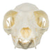 Replica Red Ruffed Lemur Skull-TQ - Animal Skulls-Valley Anatomical Preparations-Skulls Unlimited International, Inc.