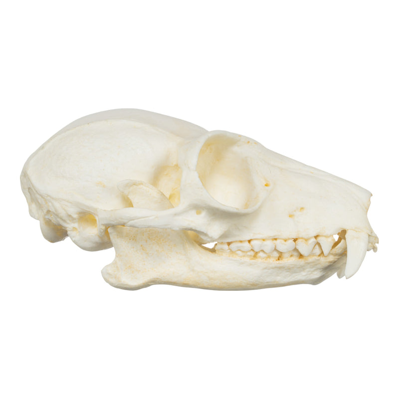 Replica Red Ruffed Lemur Skull-TQ - Animal Skulls-Valley Anatomical Preparations-Skulls Unlimited International, Inc.