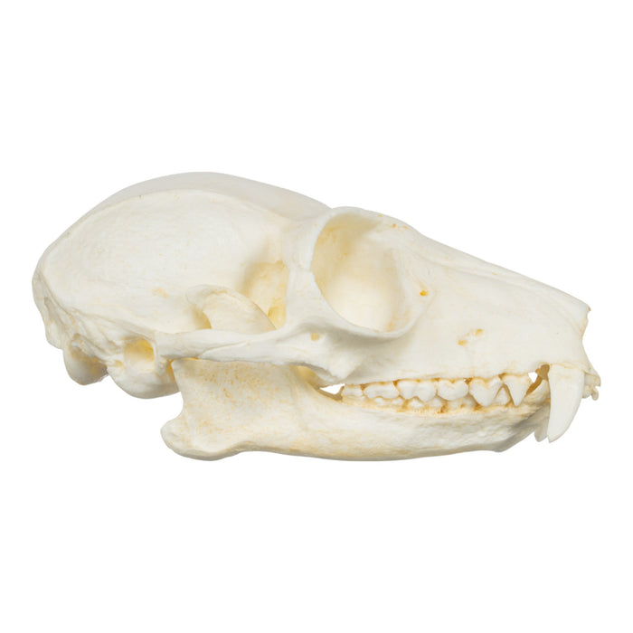 Replica Red Ruffed Lemur Skull-TQ - Animal Skulls-Valley Anatomical Preparations-Skulls Unlimited International, Inc.