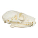 Replica Red Ruffed Lemur Skull-TQ - Animal Skulls-Valley Anatomical Preparations-Skulls Unlimited International, Inc.