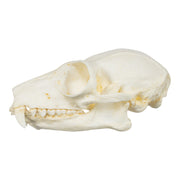 Replica Red Ruffed Lemur Skull-TQ - Animal Skulls-Valley Anatomical Preparations-Skulls Unlimited International, Inc.