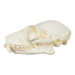 Replica Red Ruffed Lemur Skull-TQ - Animal Skulls-Valley Anatomical Preparations-Skulls Unlimited International, Inc.