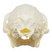 Replica Red Ruffed Lemur Skull-TQ - Animal Skulls-Valley Anatomical Preparations-Skulls Unlimited International, Inc.
