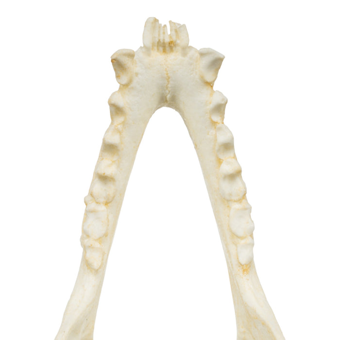 Replica Red Ruffed Lemur Skull-TQ - Animal Skulls-Valley Anatomical Preparations-Skulls Unlimited International, Inc.