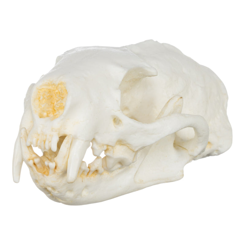 Replica Black-Footed Ferret Skull-TQ - Animal Skulls-Skulls Unlimited International, Inc.